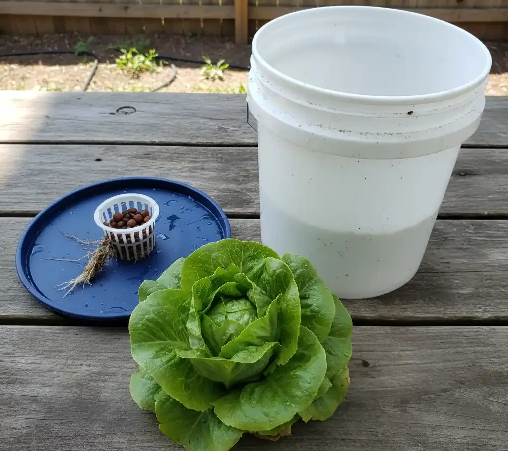 A full head of lettuce harvested from a homemade deep water culture (DWC) hydroponic bucket.